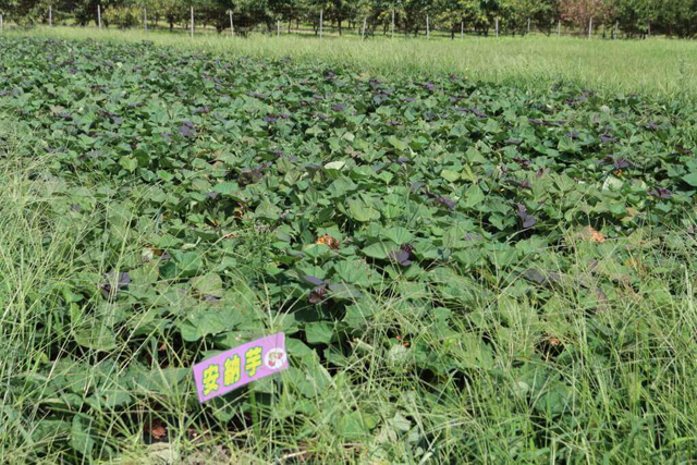 さつまいも畑/マキノピックランド(滋賀県/高島市)