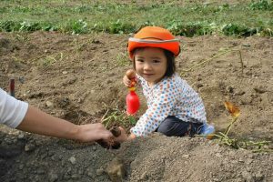 マキノピックランドで栗拾いや芋掘りなど収穫体験！ランチやジェラートも楽しみ