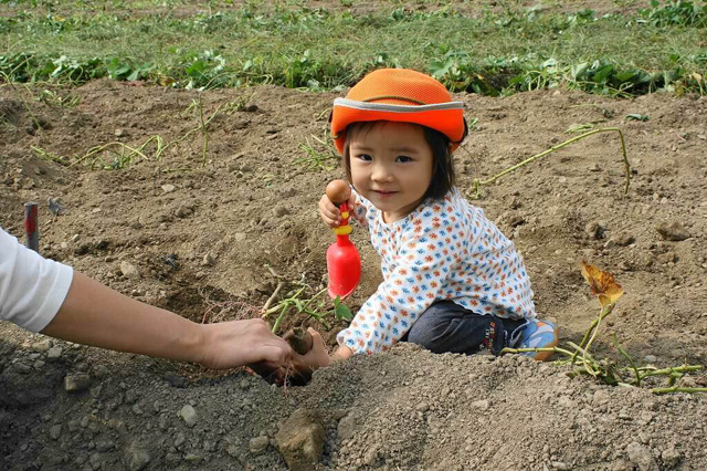 さつまいも掘りをする子ども/マキノピックランド(滋賀県/高島市)