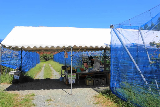 ぶどう園/マキノピックランド(滋賀県/高島市)