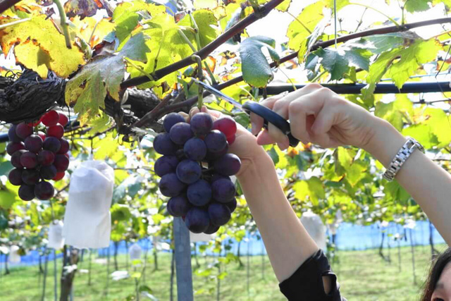 ぶどう収穫/マキノピックランド(滋賀県/高島市)