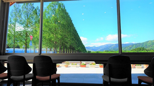 大きな窓から見えるメタセコイア並木/マキノピックランド(滋賀県/高島市)