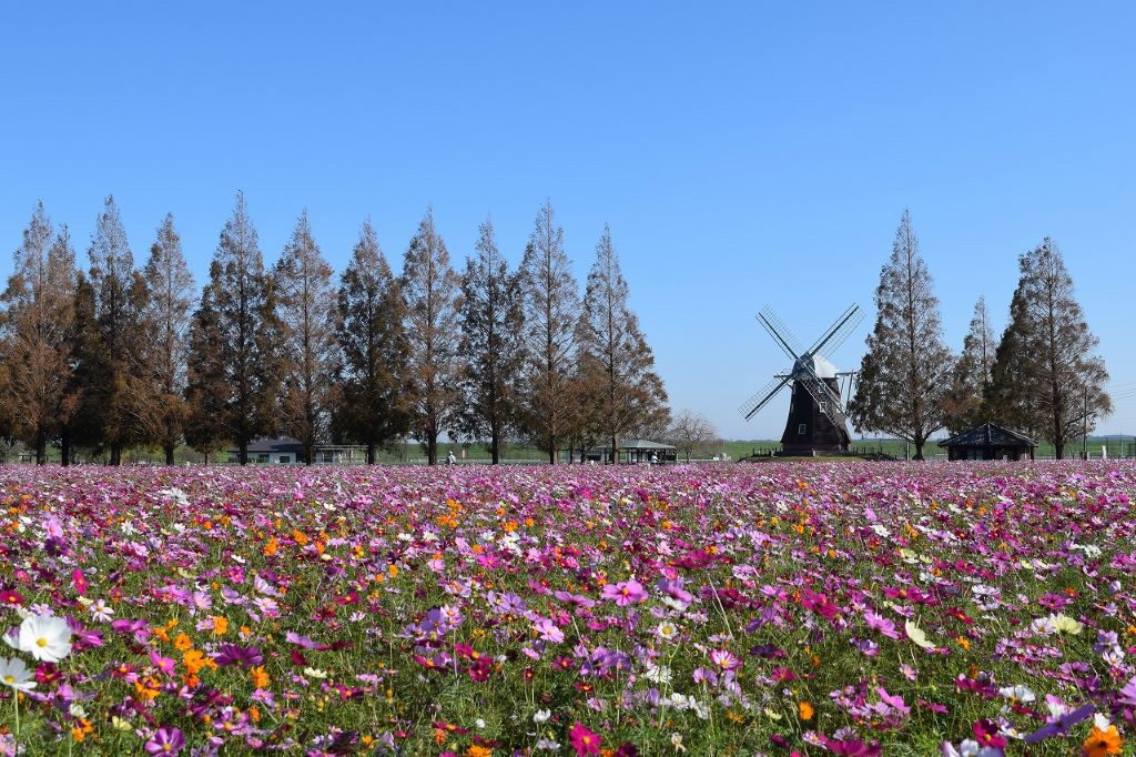 あけぼの山農業公園(千葉県/柏市)