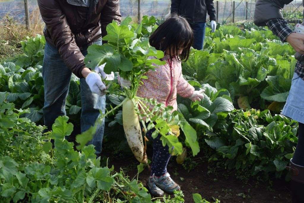 体験:「畑っこくらぶ(秋冬野菜)」の様子/あけぼの山農業公園(千葉県/柏市)