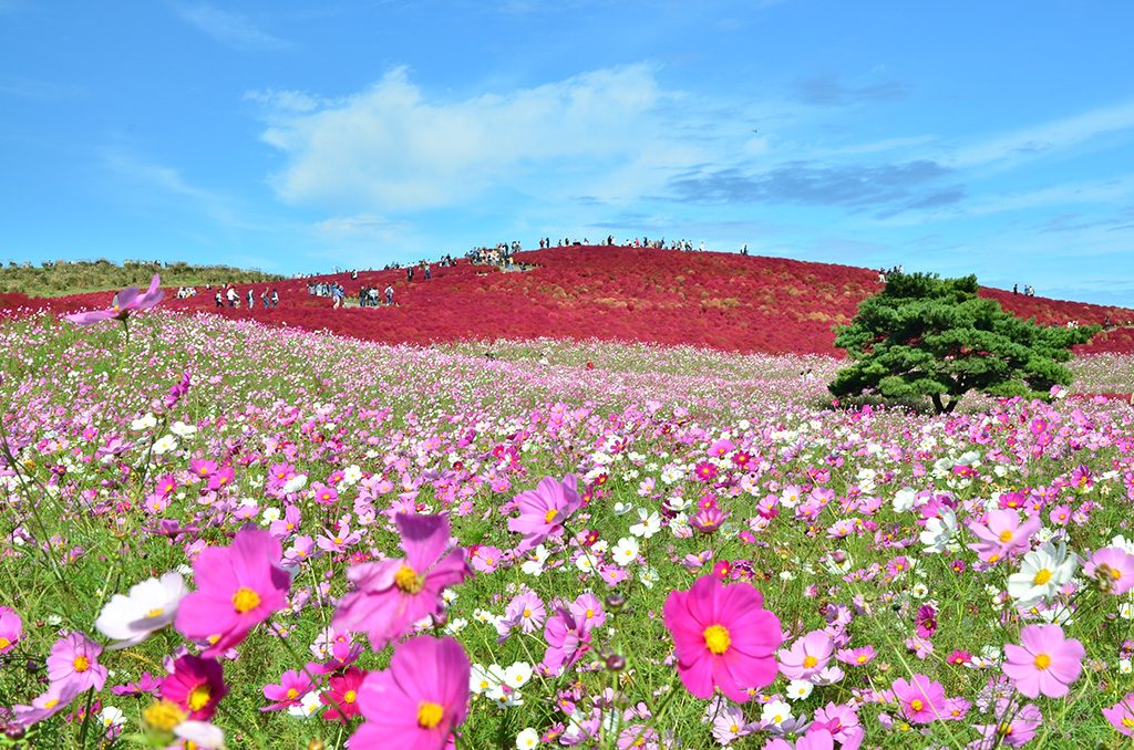 「国営ひたち海浜公園」(茨城県/ひたちなか市)