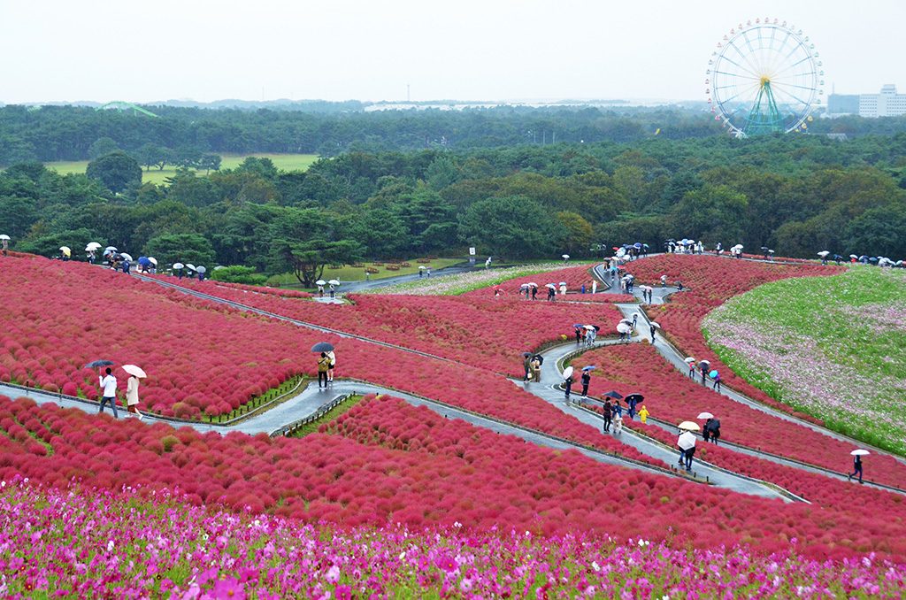 「国営ひたち海浜公園」(茨城県/ひたちなか市)