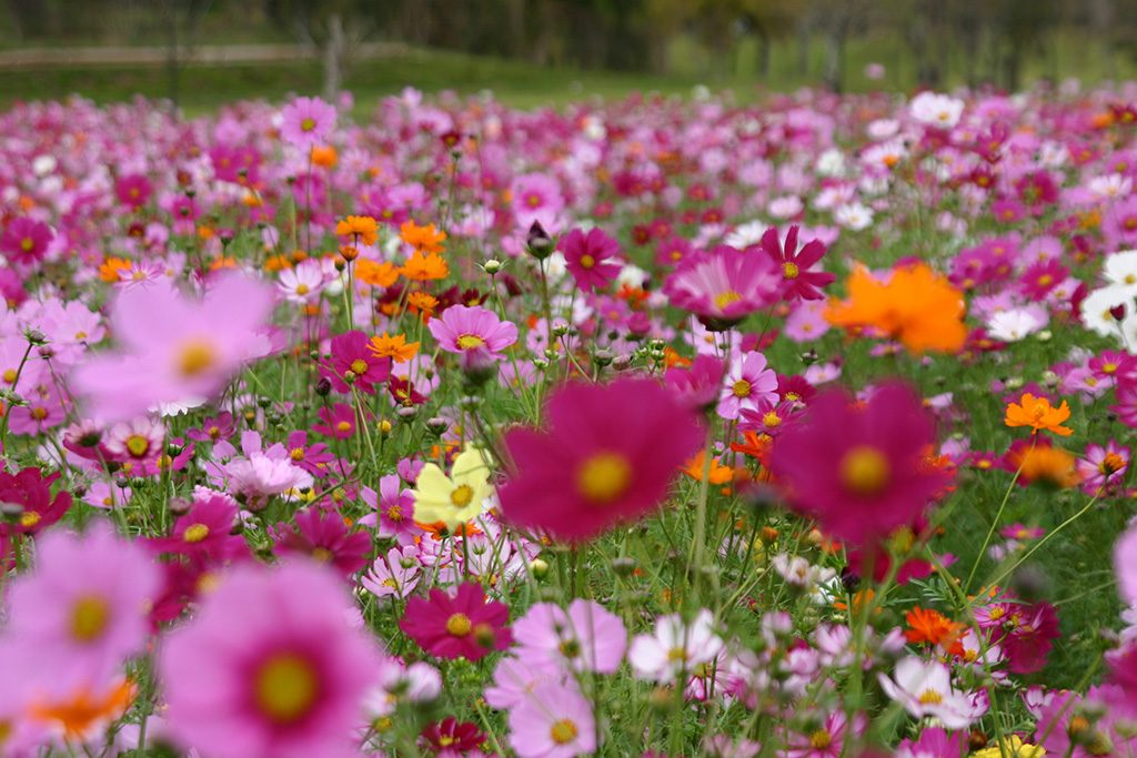 牛久大仏のコスモス（茨城県/牛久市）