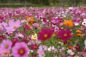 関東でコスモス畑のあるスポット。コスモスつみ取りやアクティビティも