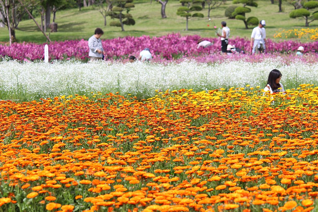 四季折々の花々/牛久大仏(茨城県/牛久市)
