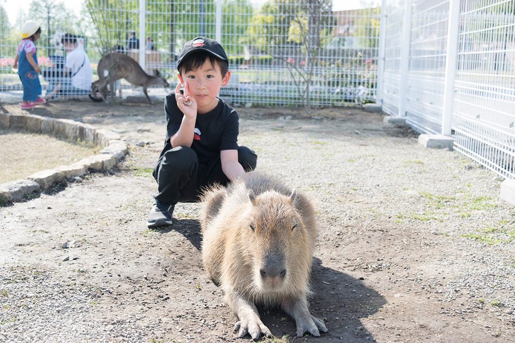 動物エリアのカピバラ/滋賀農業公園ブルーメの丘(滋賀県/蒲生郡)