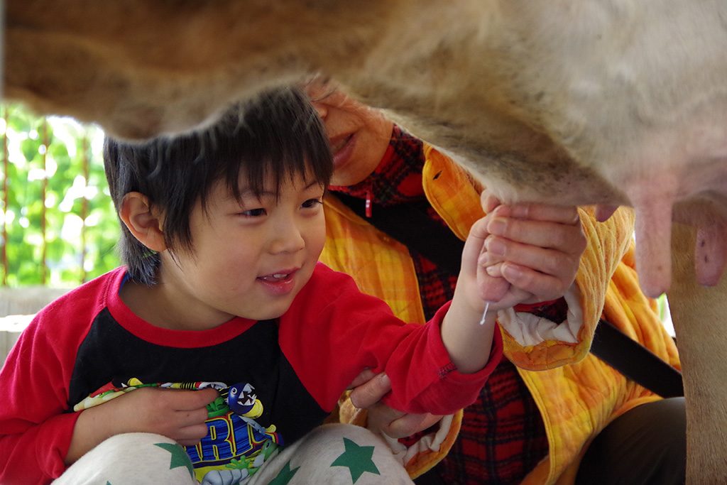 乳搾り体験/愛知牧場（愛知県/日進市）