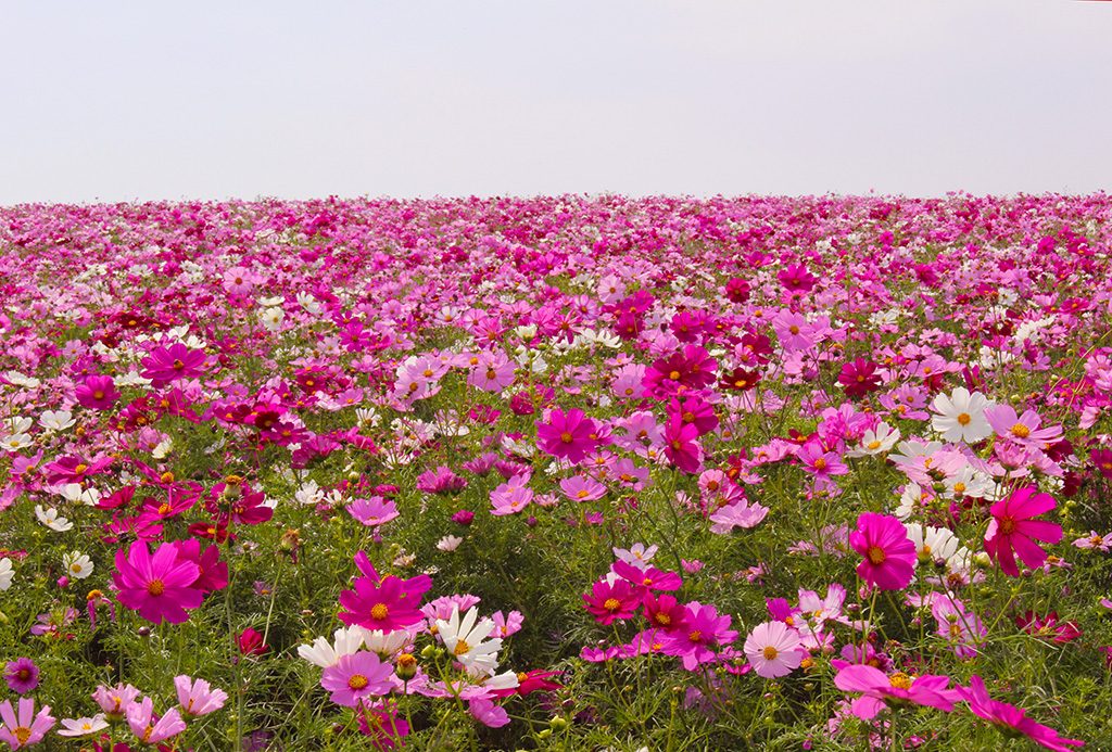 観光農園花ひろば（愛知県/知多郡）