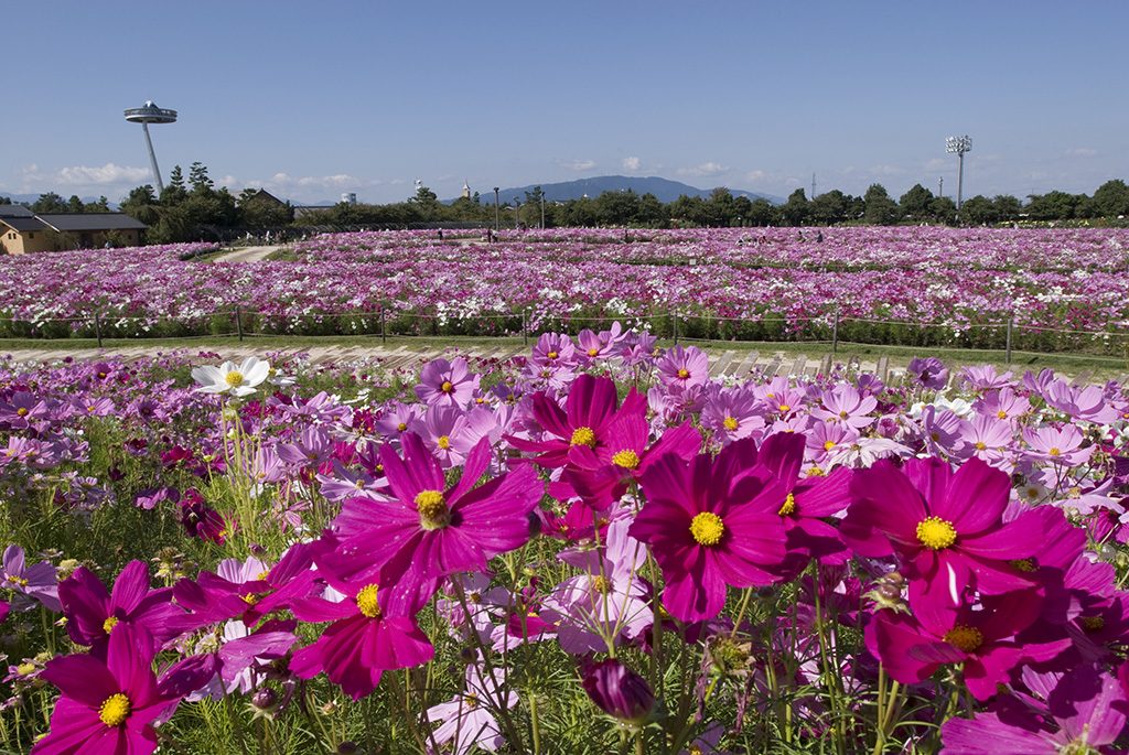 「なばなの里」のコスモス（三重県/桑名市）