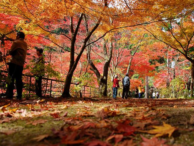 名勝奥津渓（岡山県／苫田郡鏡野町）