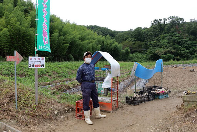 さつまいも畑/農業公園 信貴山のどか村(奈良県/三郷町)