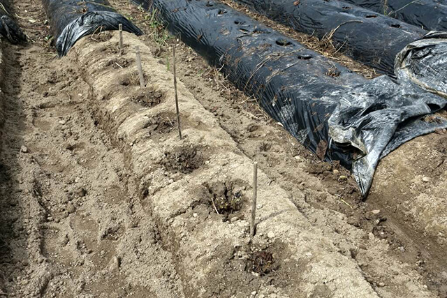 目印の杭が立った畑の株/農業公園 信貴山のどか村(奈良県/三郷町)