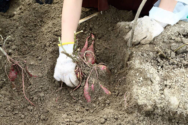 さつまいも掘りの様子/農業公園 信貴山のどか村(奈良県/三郷町)