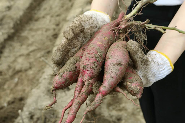 収穫したさつまいも/農業公園 信貴山のどか村(奈良県/三郷町)