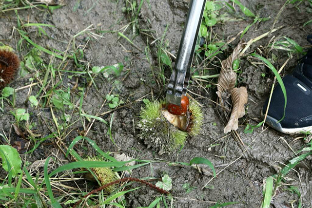 栗拾いの様子/農業公園 信貴山のどか村(奈良県/三郷町)