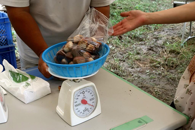 収穫した栗/農業公園 信貴山のどか村(奈良県/三郷町)