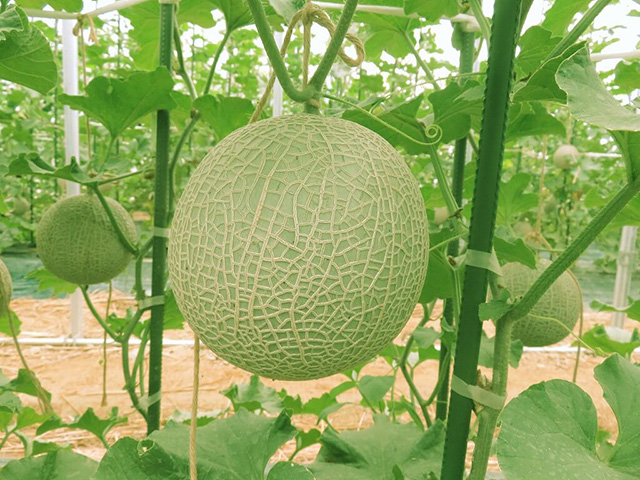 のどか村天空メロン/農業公園 信貴山のどか村(奈良県/三郷町)