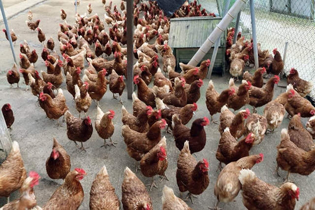 にわとりの庭「ボリスブラウン」/農業公園 信貴山のどか村(奈良県/三郷町)