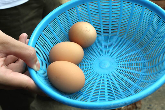 たまご拾いの様子/農業公園 信貴山のどか村(奈良県/三郷町)