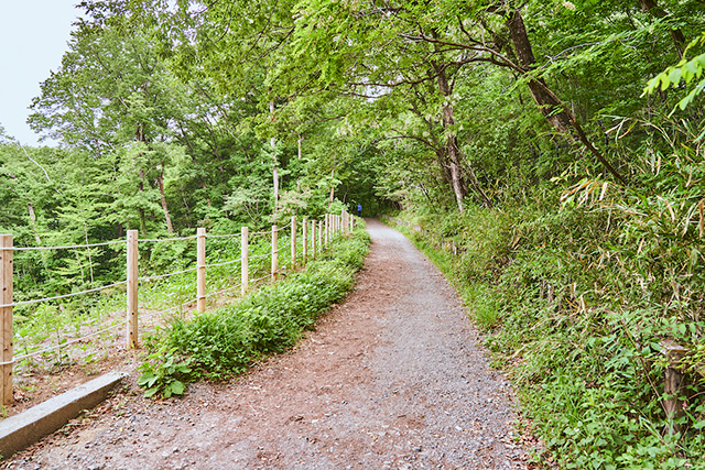 「ハイキングコース」/野山北・六道山公園(東京都/武蔵村山市)