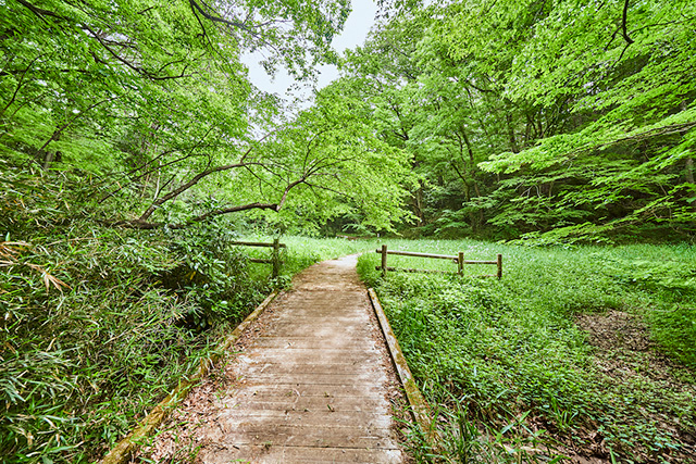 「誰でも里山コース」/野山北・六道山公園(東京都/武蔵村山市)