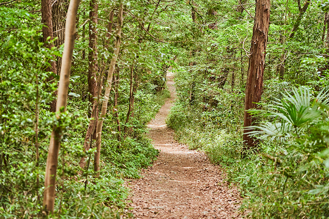 「小道」/野山北・六道山公園(東京都/武蔵村山市)
