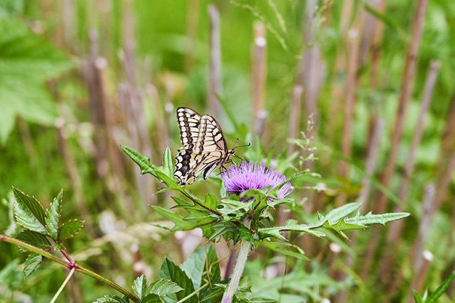 「昆虫」/野山北・六道山公園(東京都/武蔵村山市)