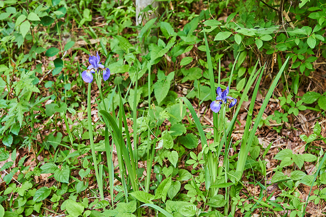 「野花」/野山北・六道山公園(東京都/武蔵村山市)