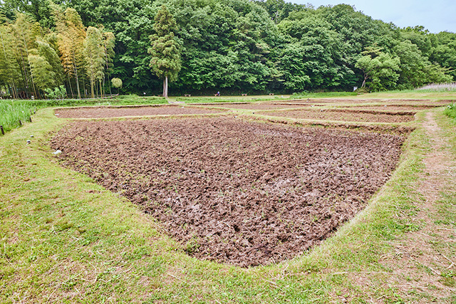 「岸田んぼ」/野山北・六道山公園(東京都/武蔵村山市)