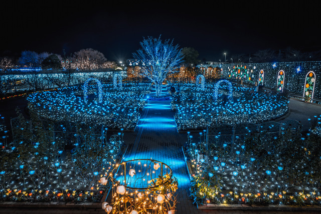 光のバラ園/20th Anniversary 光の花の庭~Flower Fantasy2021~/あしかがフラワーパーク((栃木県/足利市)