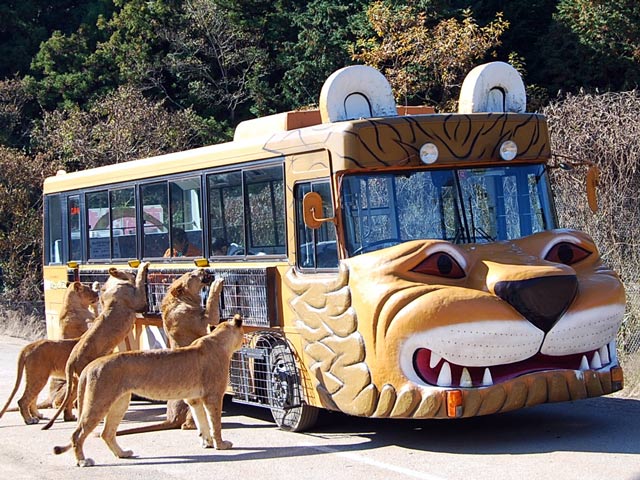 全国の人気サファリパーク11選！ライオンバスやマイカーなどで動物を間近に見よう