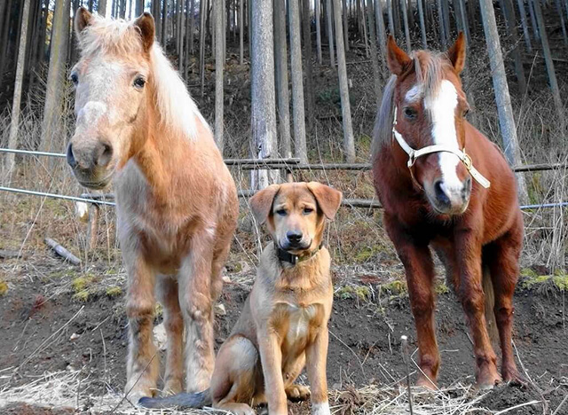 「曳き馬体験」/大森リゾートキャンプ場(京都府/京都市)