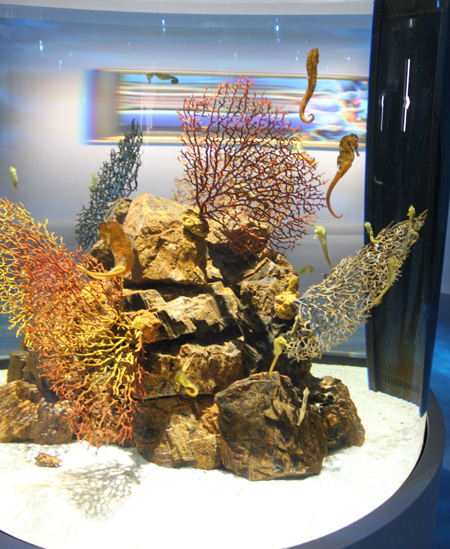 「クロウミウマ」と、「カリビアンシーホース」の水槽／AQUARIUM ✕ ART átoa（兵庫県/神戸市）