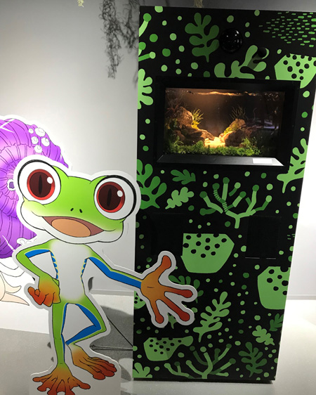 アカメアマガエルの「アンドレス」／AQUARIUM ✕ ART átoa（兵庫県/神戸市）