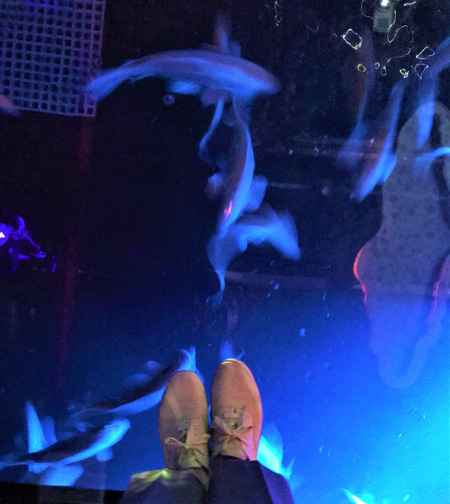 ガラス床下に魚が！まるで日本庭園を散策しているかのような幻想的な和空間／AQUARIUM ✕ ART átoa（兵庫県/神戸市）