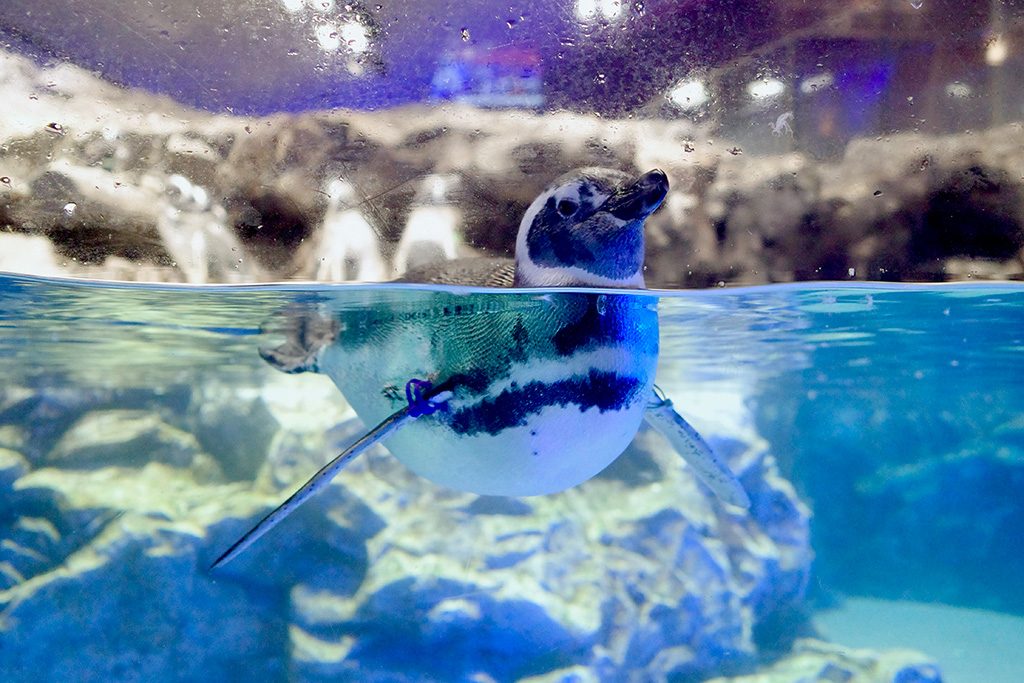 すみだ水族館のペンギン（東京都/墨田区）
