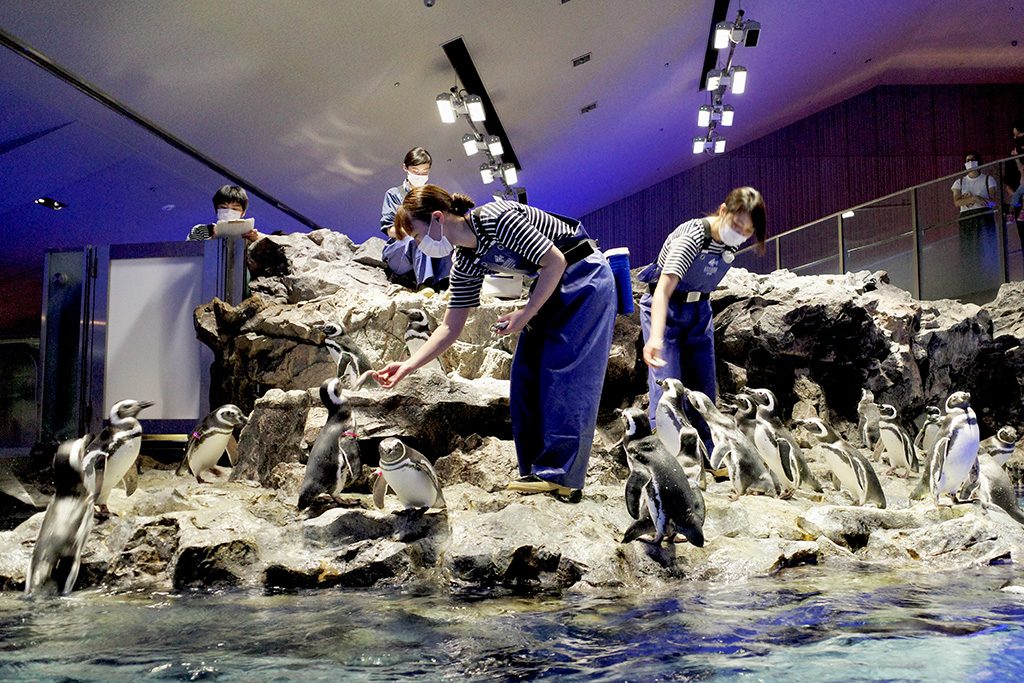 ペンギンのゴハンの時間/すみだ水族館（東京都/墨田区）
