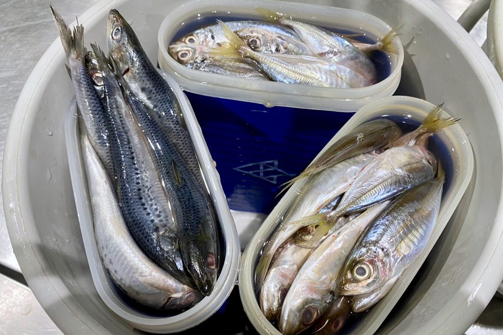 ペンギンの主食のアジ/すみだ水族館（東京都/墨田区）