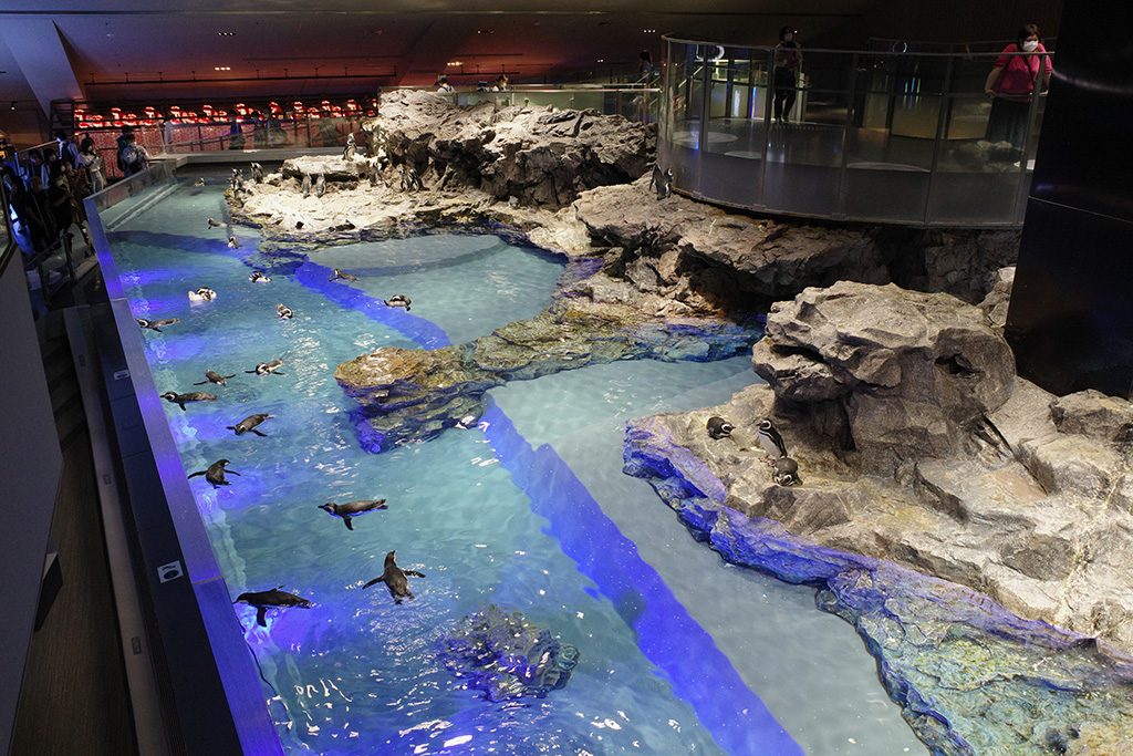 ペンギンの水槽/すみだ水族館（東京都/墨田区）