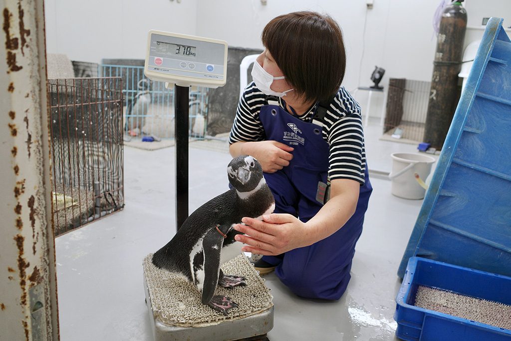 ペンギン「ちょうちん」体重測定をしている様子/すみだ水族館（東京都/墨田区）