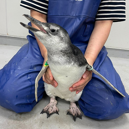 赤ちゃんペンギンの「ぼんぼり」/すみだ水族館（東京都/墨田区）