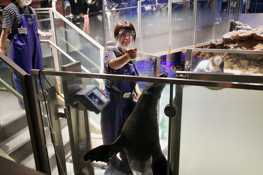 オットセイのお散歩の様子/すみだ水族館（東京都/墨田区）