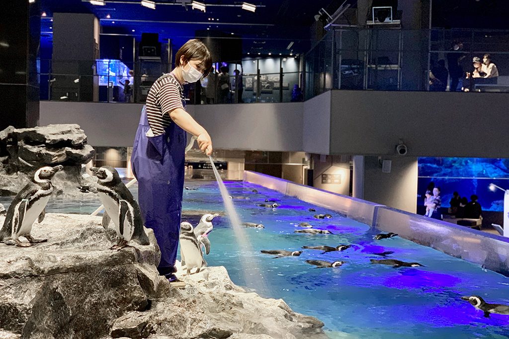 ペンギンの水槽でのお仕事の様子/すみだ水族館（東京都/墨田区）