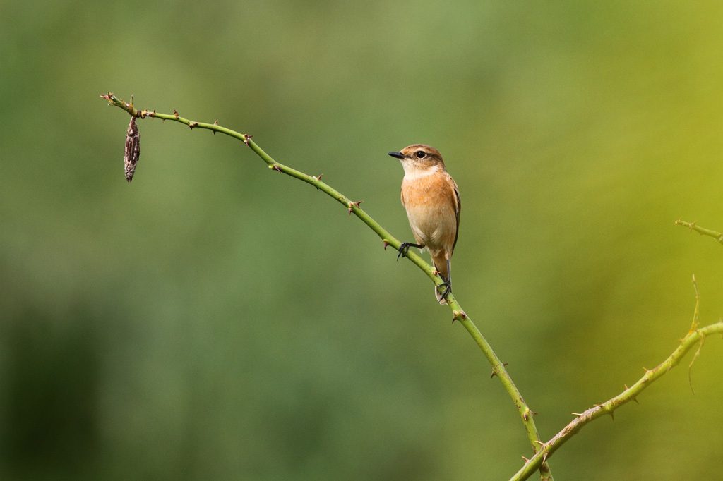 ミノムシと渡り鳥のノビタキ