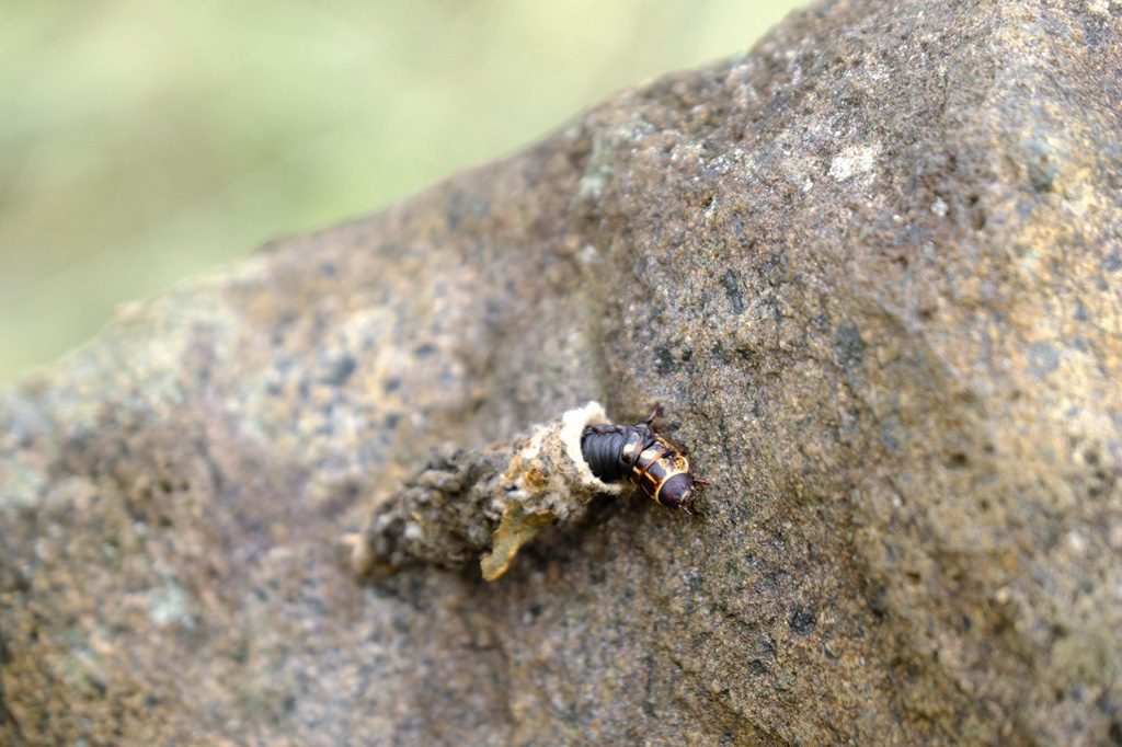 ミノムシの幼虫