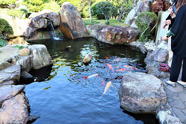 鯉のエサやりができる池/三段壁洞窟(和歌山県/白浜町)